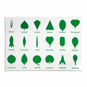 Cuadro de Control del Gabinete de Botánica